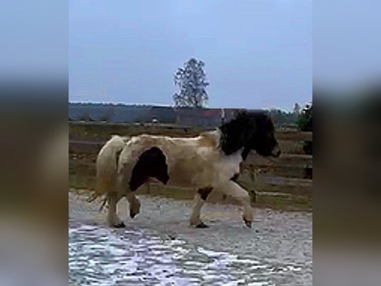Islandpferd Stute Fohlen (04/2026) Schecke in Neustadt am Rübenberge
