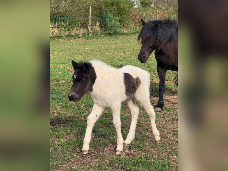 Islandpferd Stute Fohlen (05/2026) Tobiano-alle-Farben in BEAUCE