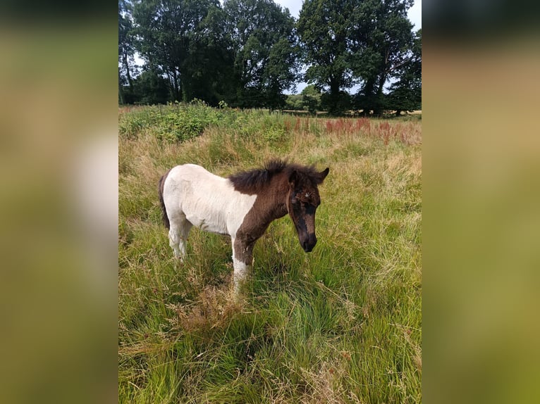 Islandpferd Stute Fohlen (04/2026) Tobiano-alle-Farben in BEAUCE