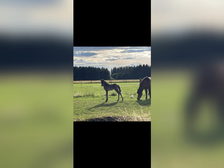 Islandpferd Unbekannt 2 Jahre 140 cm  in Tacherting