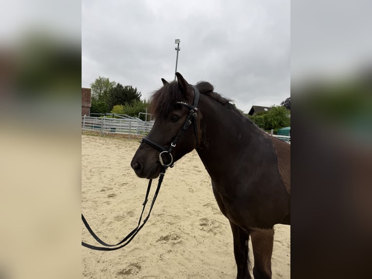 Islandpferd Wallach 10 Jahre 132 cm Rappe in Lippstadt