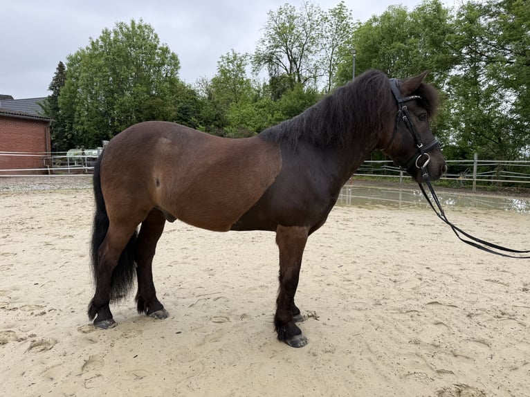 Islandpferd Wallach 10 Jahre 132 cm Rappe in Lippstadt