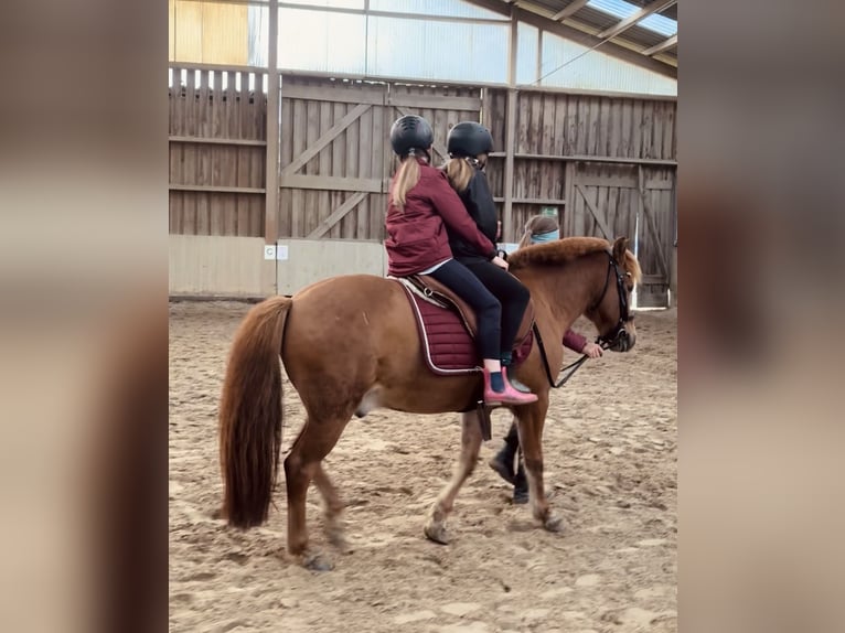 Islandpferd Wallach 10 Jahre 135 cm Fuchs in Kleve