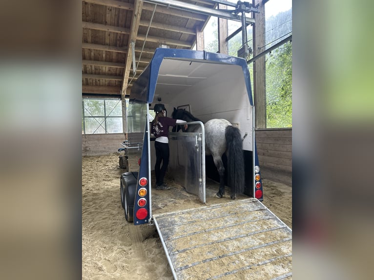 Islandpferd Wallach 10 Jahre 135 cm Roan-Blue in Sonntag