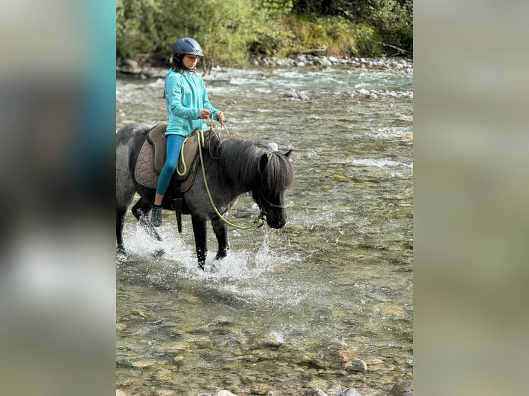 Islandpferd Wallach 10 Jahre 135 cm Roan-Blue in Sonntag