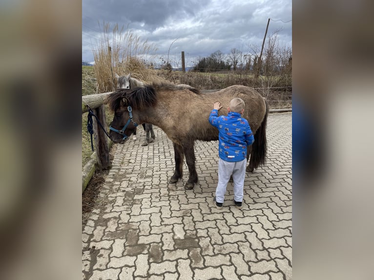 Islandpferd Wallach 10 Jahre 135 cm in Sankt Bartholomä