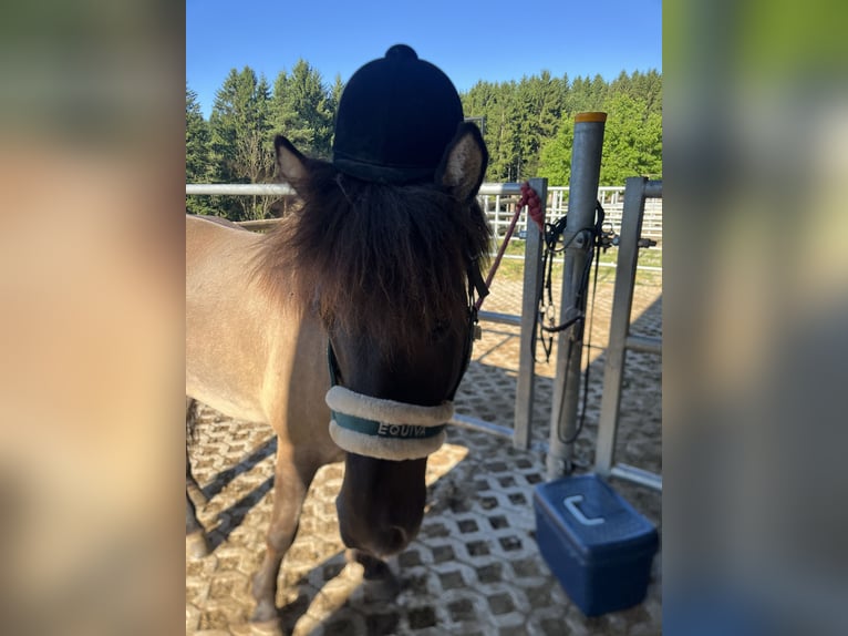 Islandpferd Wallach 10 Jahre 135 cm in Sankt Bartholomä