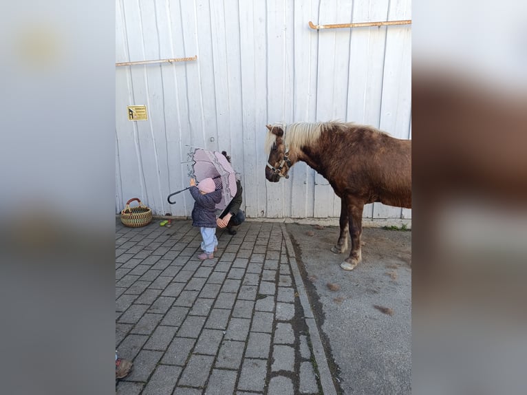 Islandpferd Wallach 10 Jahre 136 cm Dunkelbrauner in Bayern - R&#xF6;thenbach