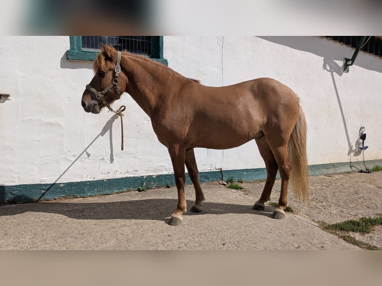 Islandpferd Wallach 10 Jahre 137 cm Falbe in Lindlar