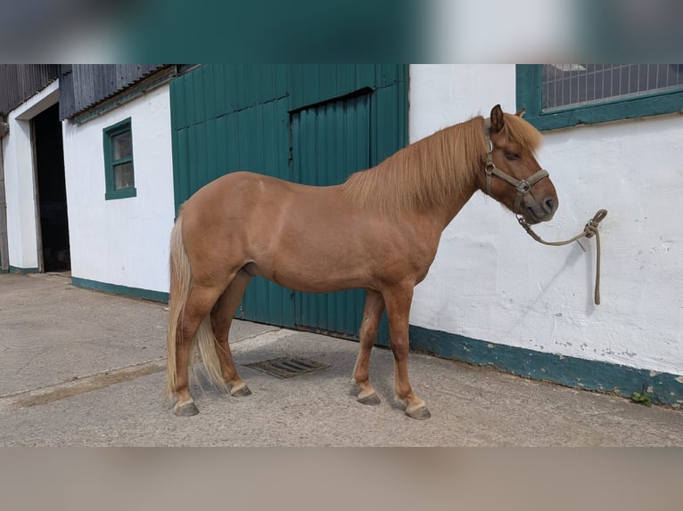 Islandpferd Wallach 10 Jahre 137 cm Falbe in Lindlar