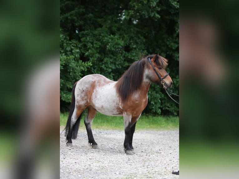 Islandpferd Wallach 10 Jahre 137 cm  in Dörth