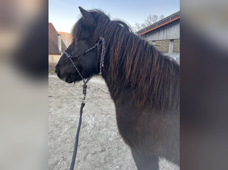 Islandpferd Wallach 10 Jahre 137 cm Schwarzbrauner in Crailsheim