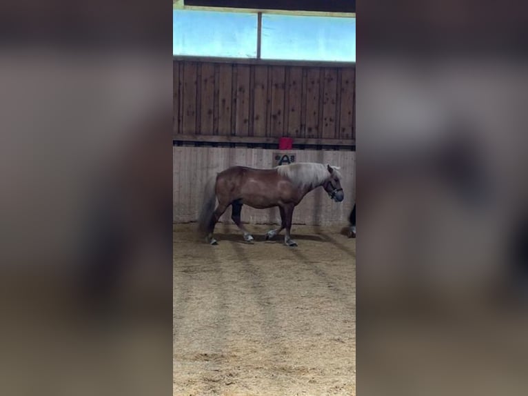 Islandpferd Wallach 10 Jahre 138 cm Fuchs in Immenstadt im Allg&#xE4;u