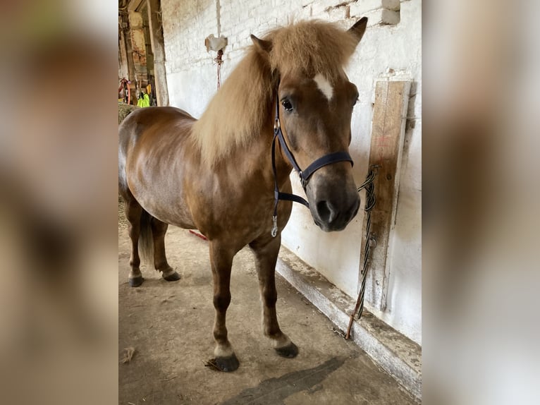Islandpferd Wallach 10 Jahre 138 cm Fuchs in Weißenhorn