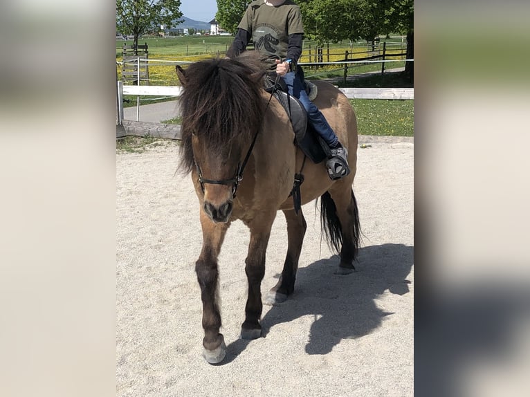 Islandpferd Wallach 10 Jahre 139 cm in Salzburg