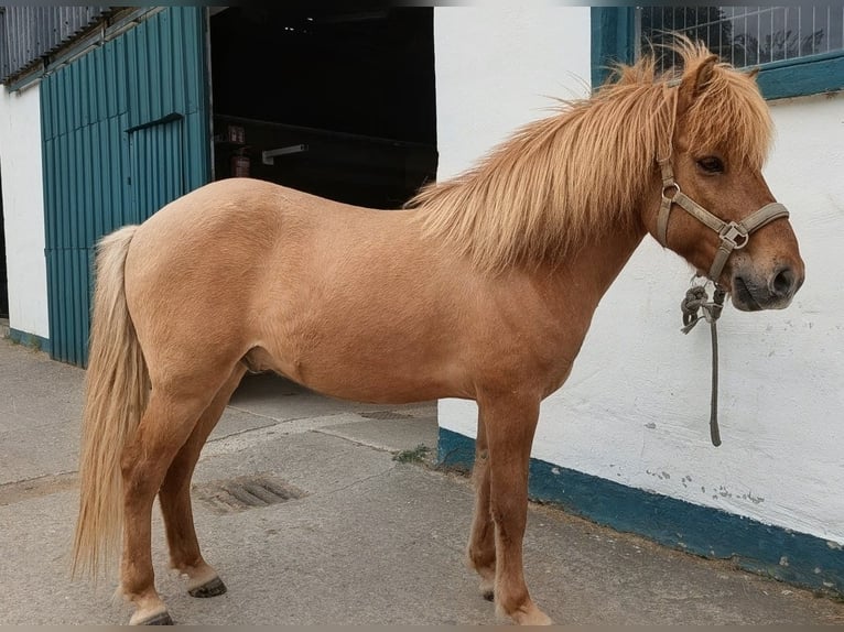 Islandpferd Wallach 10 Jahre 139 cm Fuchs in Marienheide