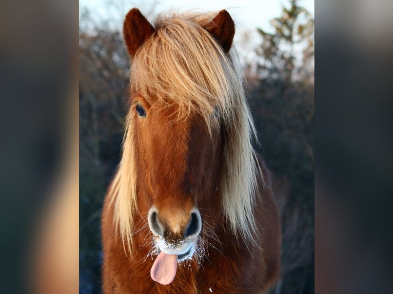 Islandpferd Wallach 10 Jahre 139 cm Fuchs in Wertheim