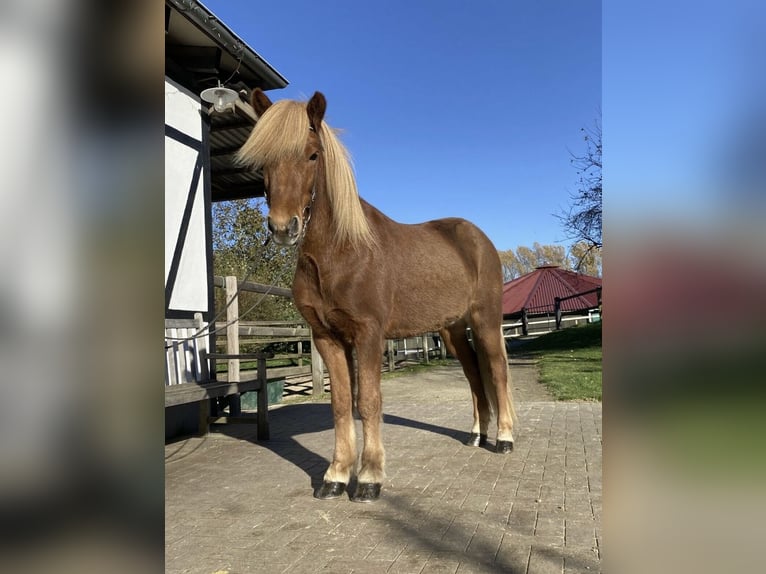 Islandpferd Wallach 10 Jahre 139 cm Fuchs in Wertheim