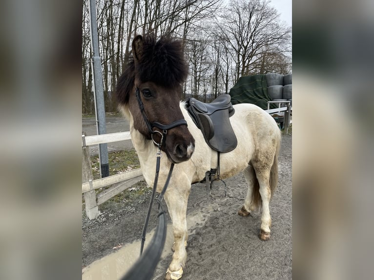 Islandpferd Wallach 10 Jahre 139 cm Schecke in Kürten