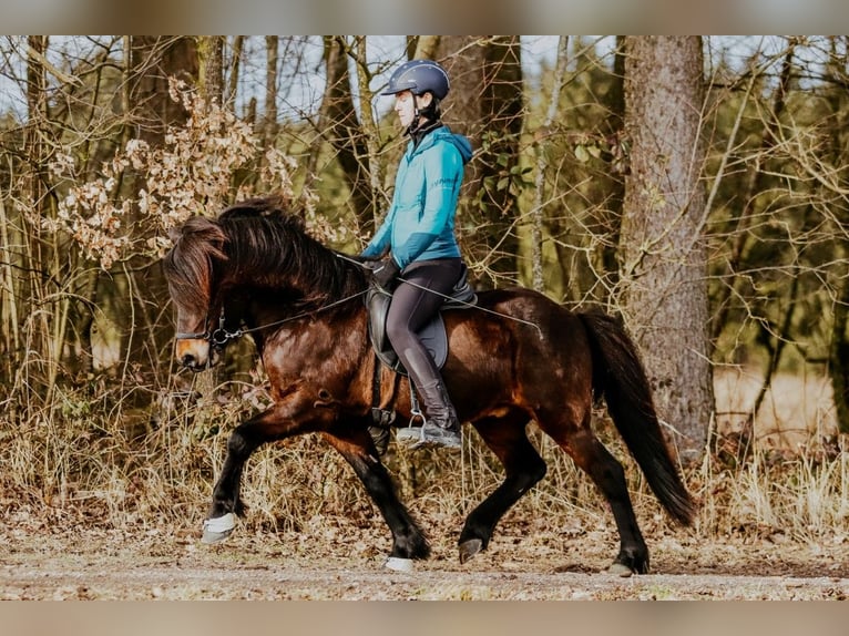 Islandpferd Wallach 10 Jahre 140 cm Brauner in Taufkirchen an der Trattnach
