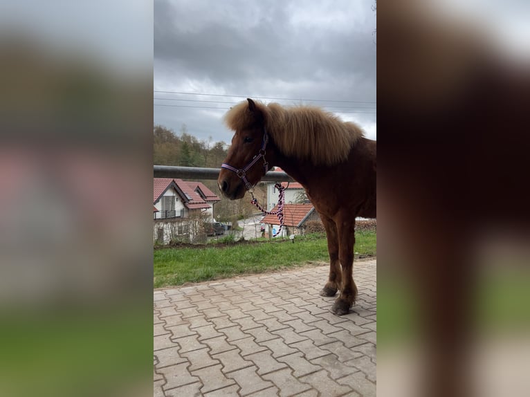 Islandpferd Wallach 10 Jahre 140 cm Fuchs in Steinau an der Straße