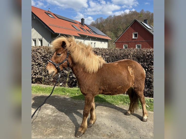 Islandpferd Wallach 10 Jahre 140 cm Fuchs in Steinau an der Straße