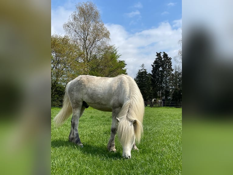 Islandpferd Wallach 10 Jahre 140 cm in Br&#xFC;ggen