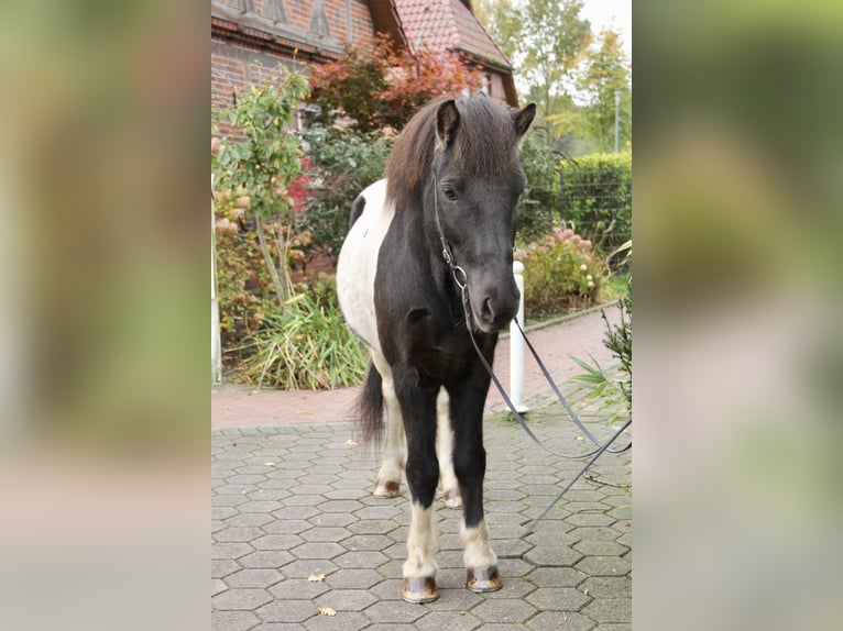 Islandpferd Wallach 10 Jahre 140 cm Schecke in Soltau