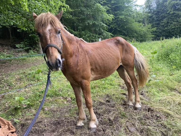 Islandpferd Wallach 10 Jahre 141 cm Fuchs in Wald-Michelbach