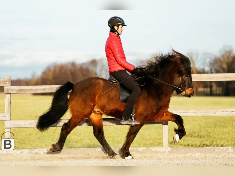 Islandpferd Wallach 10 Jahre 142 cm Brauner in Taufkirchen an der Trattnach