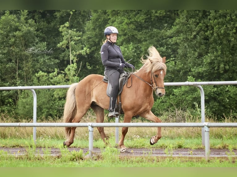 Islandpferd Wallach 10 Jahre 142 cm Fuchs in Soltau