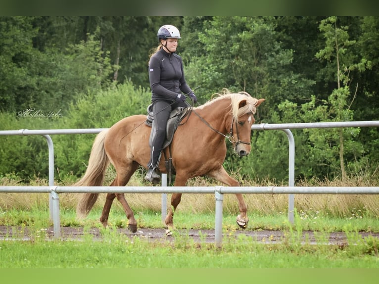 Islandpferd Wallach 10 Jahre 142 cm Fuchs in Soltau