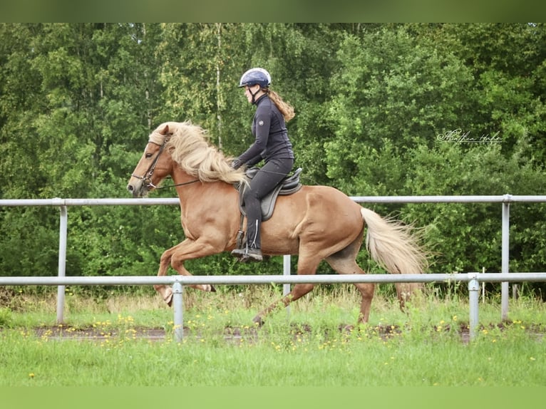 Islandpferd Wallach 10 Jahre 142 cm Fuchs in Soltau