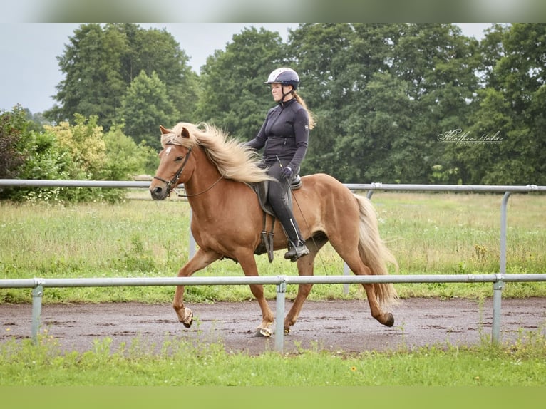 Islandpferd Wallach 10 Jahre 142 cm Fuchs in Soltau