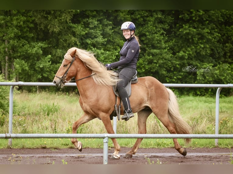 Islandpferd Wallach 10 Jahre 142 cm Fuchs in Soltau