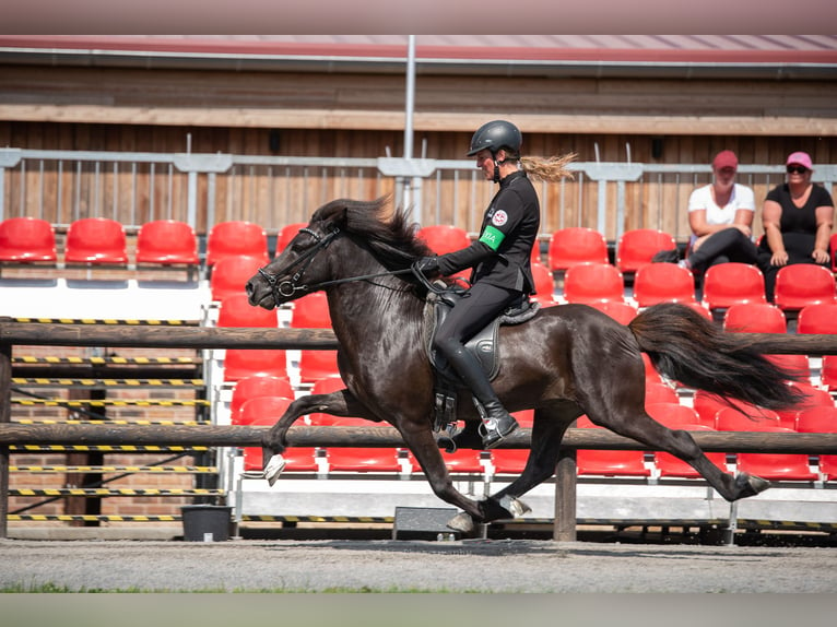 Islandpferd Wallach 10 Jahre 142 cm Rappe in Lochen am See