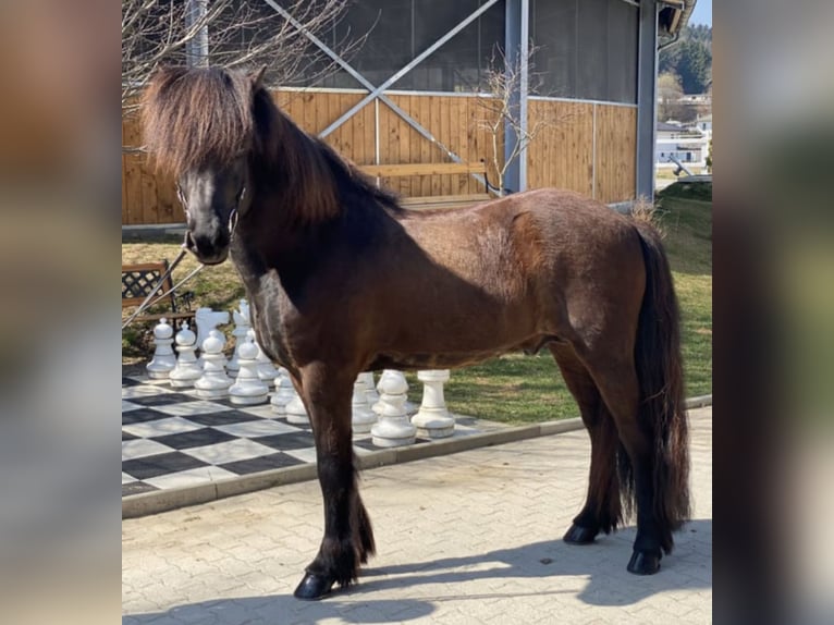 Islandpferd Wallach 10 Jahre 142 cm Rappe in Lochen am See