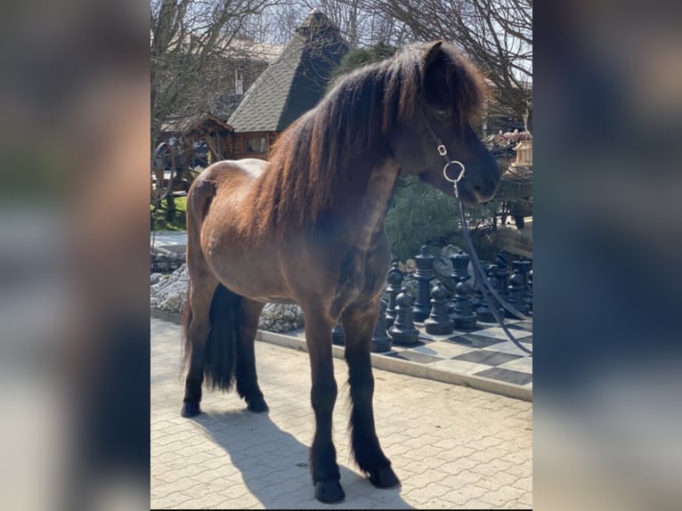 Islandpferd Wallach 10 Jahre 142 cm Rappe in Lochen am See
