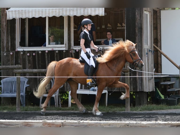Islandpferd Wallach 10 Jahre 143 cm Fuchs in Rotenburg an der Fulda