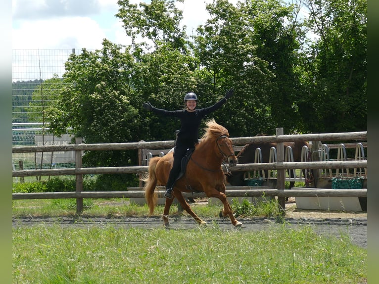 Islandpferd Wallach 10 Jahre 145 cm Fuchs in Euskirchen