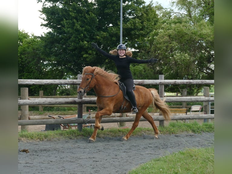 Islandpferd Wallach 10 Jahre 145 cm Fuchs in Euskirchen