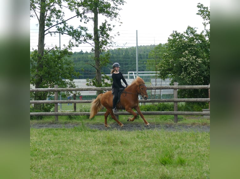 Islandpferd Wallach 10 Jahre 145 cm Fuchs in Euskirchen