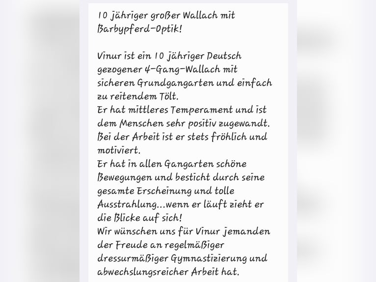 Islandpferd Wallach 10 Jahre 145 cm in Thalmassing