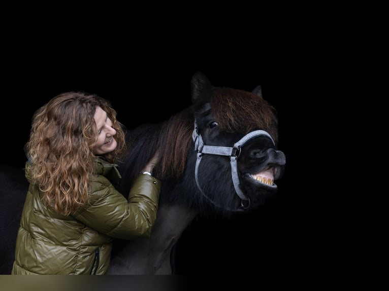 Islandpferd Wallach 10 Jahre 146 cm Rappe in Ochtrup