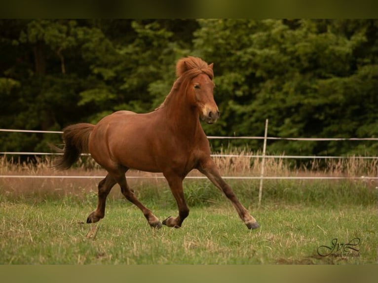 Islandpferd Wallach 10 Jahre 147 cm Dunkelfuchs in Bargfeld-Stegen