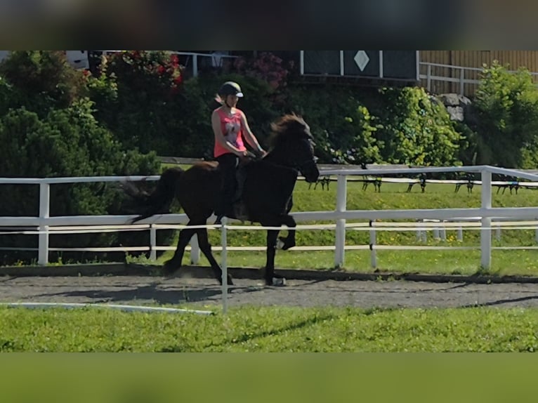Islandpferd Wallach 10 Jahre 147 cm Rappe in Pr&#xE4;bichl