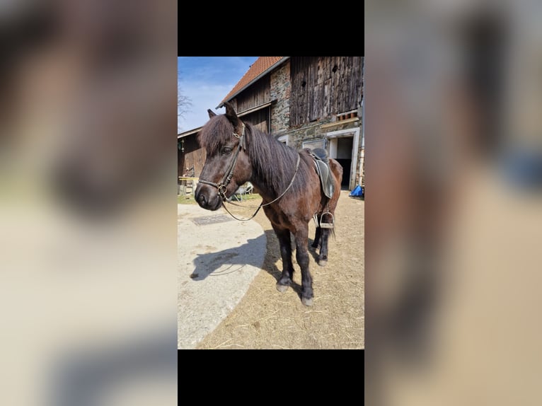 Islandpferd Wallach 10 Jahre 147 cm Rappe in Pr&#xE4;bichl