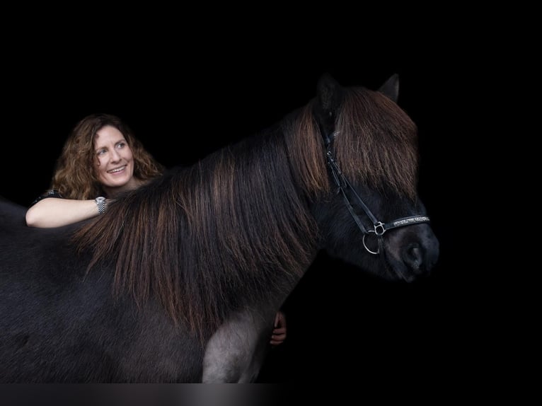Islandpferd Wallach 10 Jahre 147 cm Rappe in Rastede