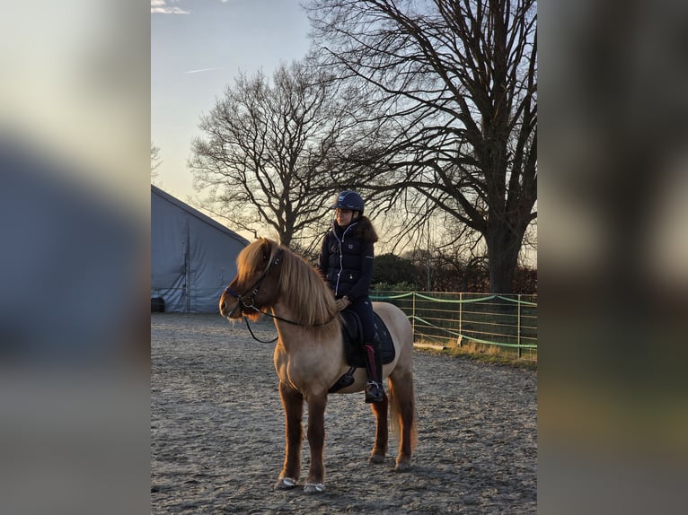 Islandpferd Wallach 10 Jahre 148 cm Fuchs in Bevern