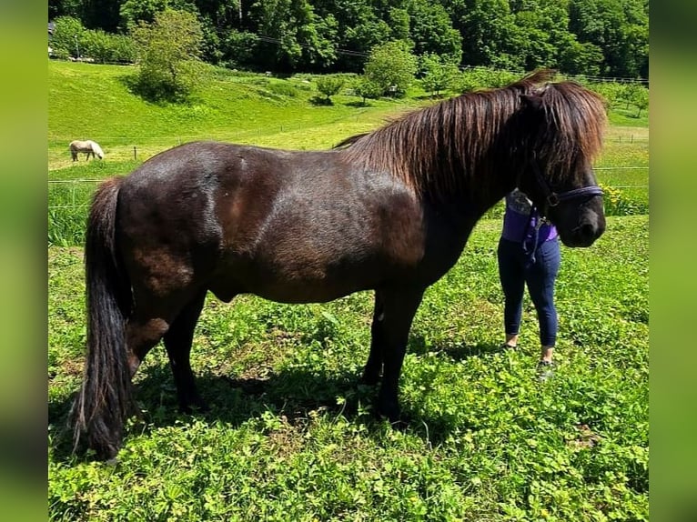 Islandpferd Wallach 10 Jahre 148 cm Rappe in Münstertal